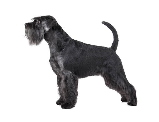 Schnauzer Standardne mobiil