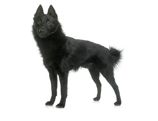 Schipperke Mobiil
