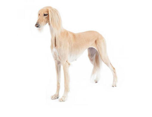 Saluki Mobiil