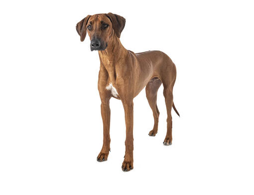 Rodeesia ridgeback mobiil