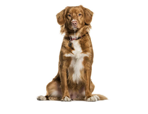 Nova Scotia retriiver mobiil