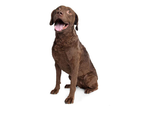 Chesapeake Bay retriiver mobiil