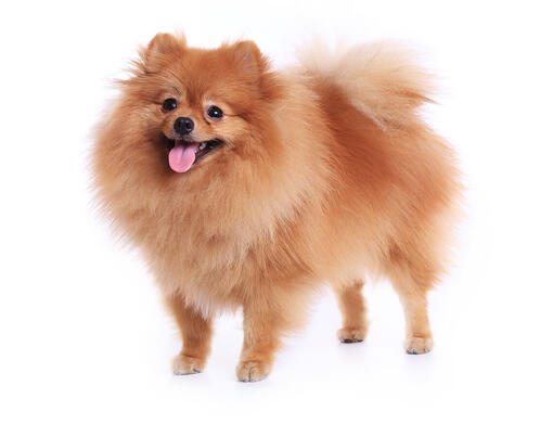 Pomeranian mobiil