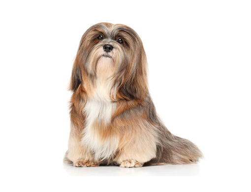 Lhasa Apso mobiil