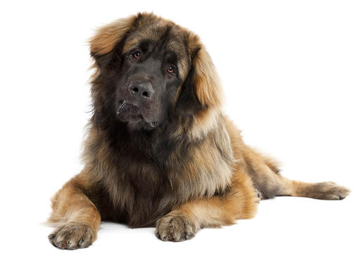 Leonberger mobiil