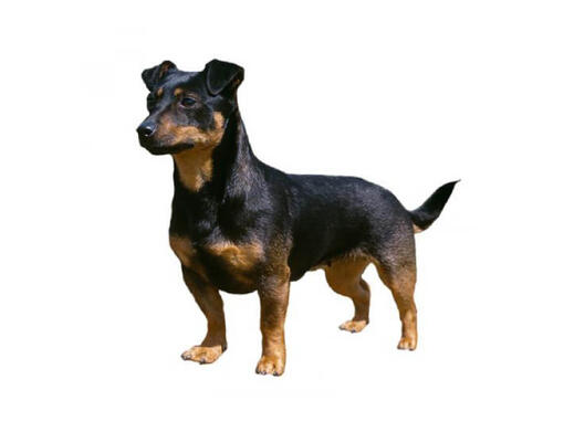 Lancashire'i heeler mobiil