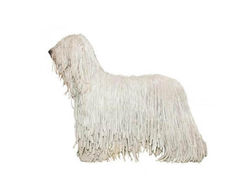 Komondor mobiil