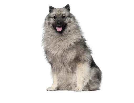 Keeshond Mobiil