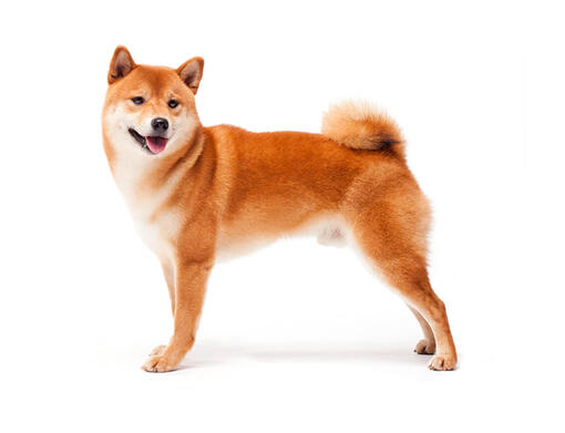 Shiba Inu Mobiil