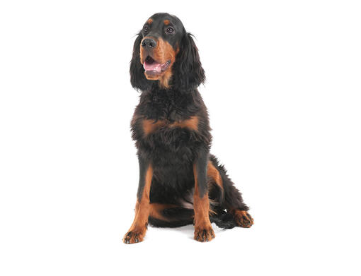 Gordoni setter mobiil