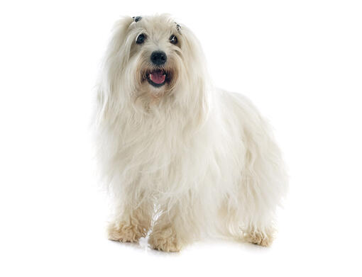 Coton De Tulear mobiil