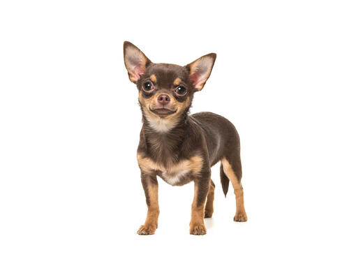Chihuahua (lühikarvaline) mobiil