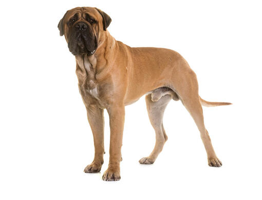 Bullmastiff