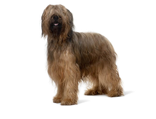 Briard Mobiil