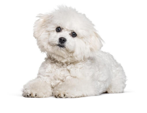 Bichon frisé mobiil