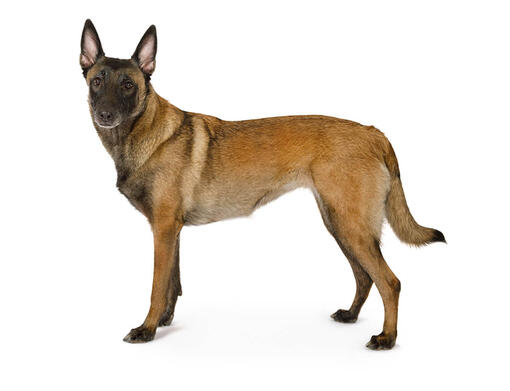 Belgia lambakoer malinois mobiil