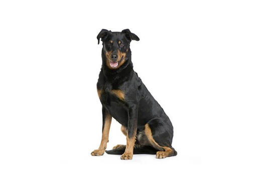 Beauceron mobiil