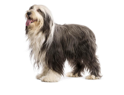 Bearded Collie