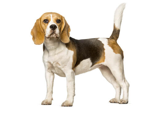 Beagle Mobiil