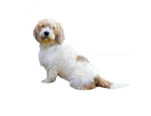 Vendée suur basset-grifoon