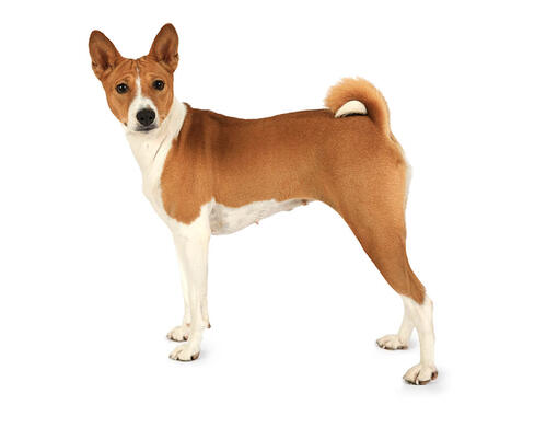 Basenji Mobiil