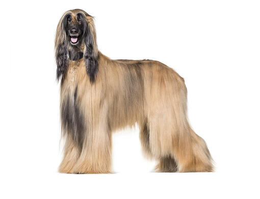 Afghan Hound mobiil