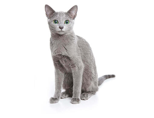 Russian Blue mobiil