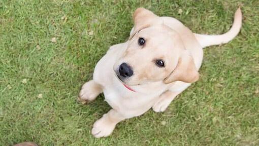 kollane labradori kutsikas vaatab omaniku poole