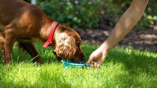 Koer sööb midagi maitsvat aias