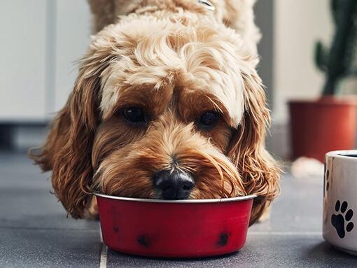 Koer sööb toitu punasest kausist