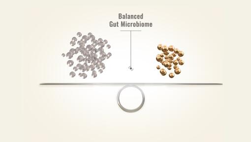 Kui looma soolestiku mikrobioom on tasakaalus, siis on seda ka tema üldine tervis.