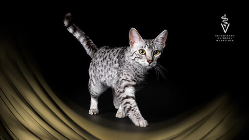 Tutvu PRO PLAN Veterinary Diets erisöötadega kassidele