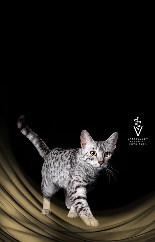 Tutvu PRO PLAN Veterinary Diets erisöötadega kassidele