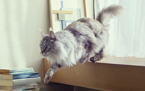 Purina ONE® HYDRALIFE™