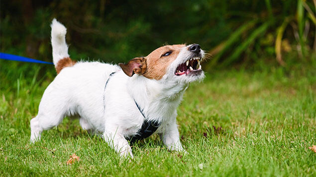 Jack Russell aggressive growling Jack Russell agressiivne urisemine