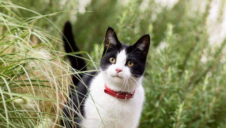 Harmful Substances and Poisonous Foods for Cats 1 Kass pika rohu sees