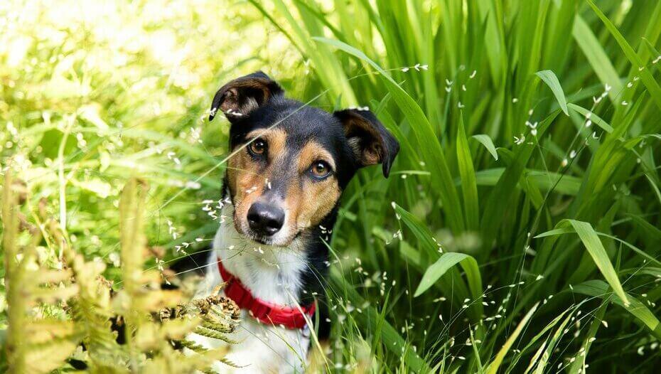 Why Do Dogs Eat Grass and Dirt 1 Jack Russell pika rohu sees punase kraega