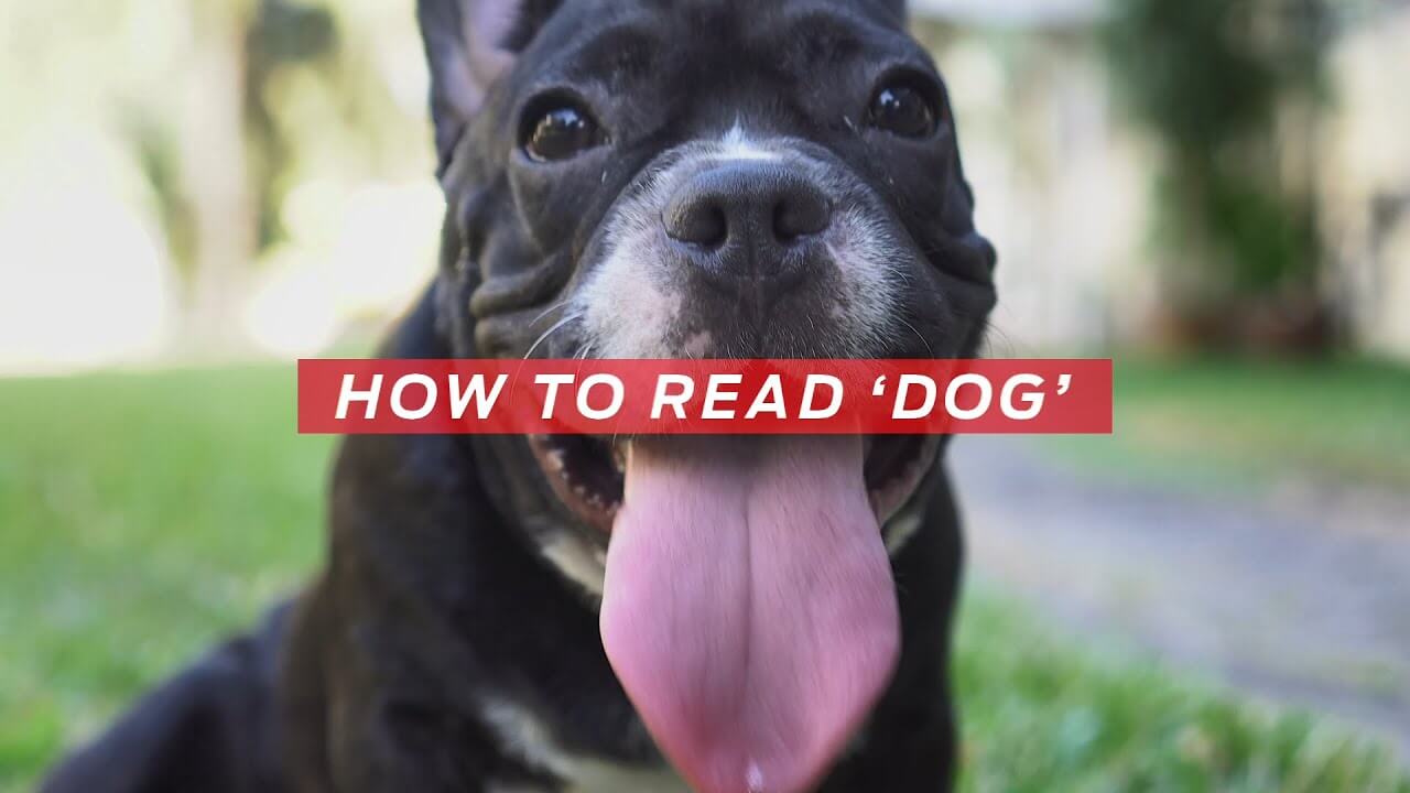 Kuidas "lugeda" koera | Kõik lemmikloomadest, Purina
